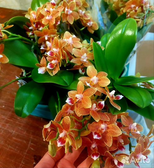 Орхидея фаленопсис 