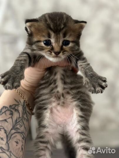 Шотландские котята