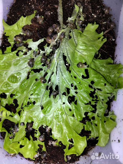 Улитята ахатины