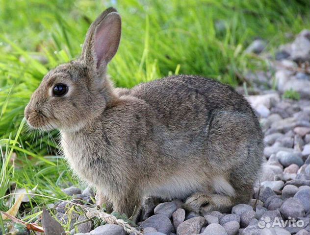 Тушка кролика