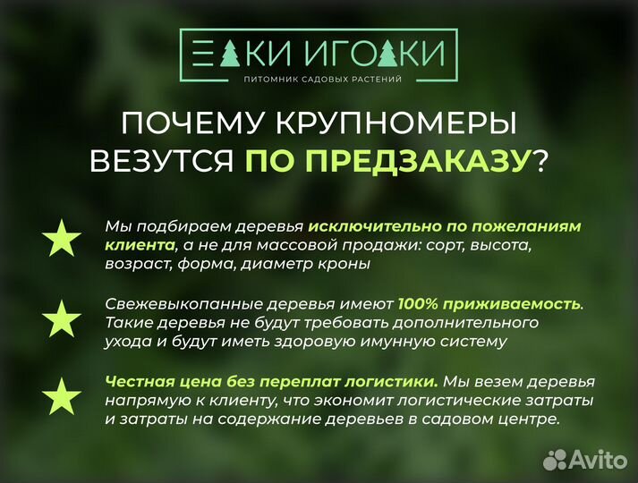 Туи Крупномеры Смарагд 3 м