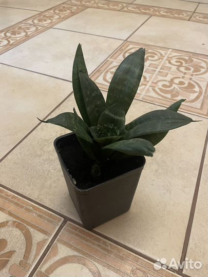 Пальма панданус, фикус абиджан, тещин язык