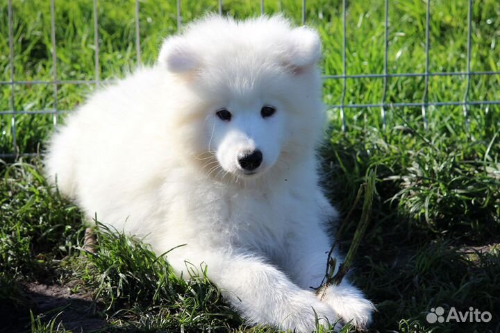 Щенки Самоедской собаки