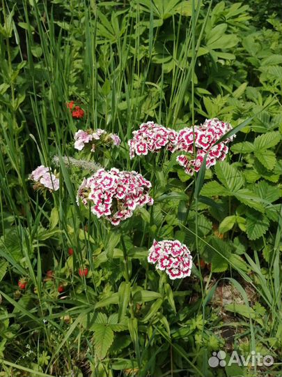 Турецкая гвоздика