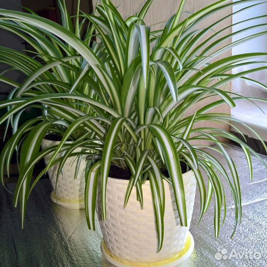 Хлорофитум вариегата