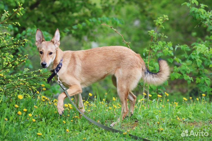 Собака молодая стерилизованная