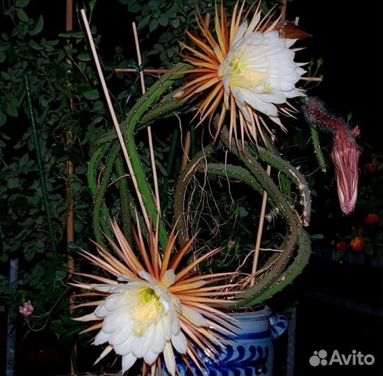 Селенецериус