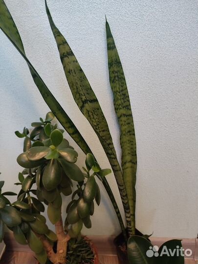 Домашние растения