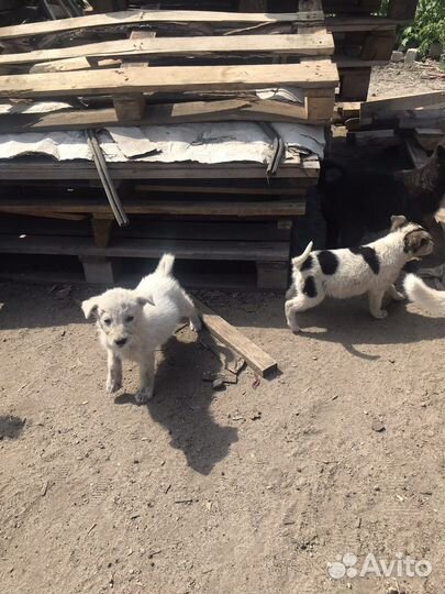 Щенки бесплатно