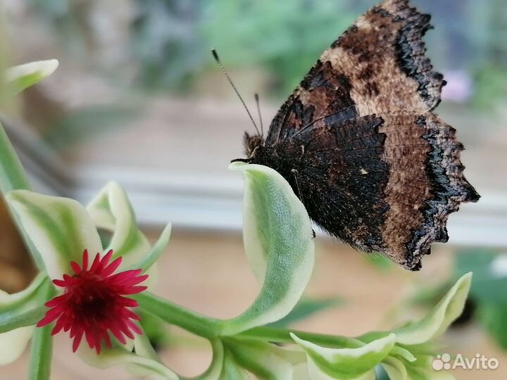 Суккуленты