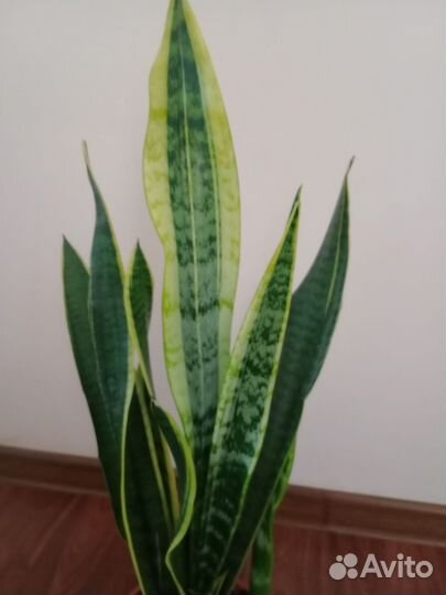 Сансевиерия большая