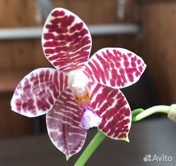 Орхидея P. Tetraspis Blue Red x Gigantea MS-1