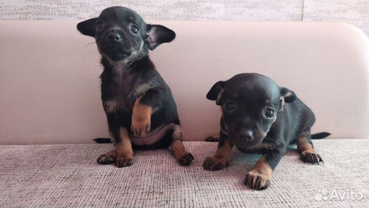 Щенки тойтерьера