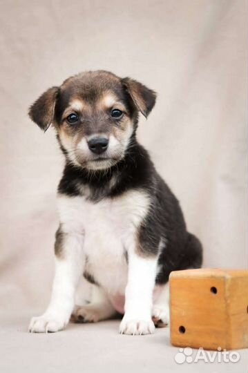 Манюня, 1.5 месяца, добрым людям, бесплатно