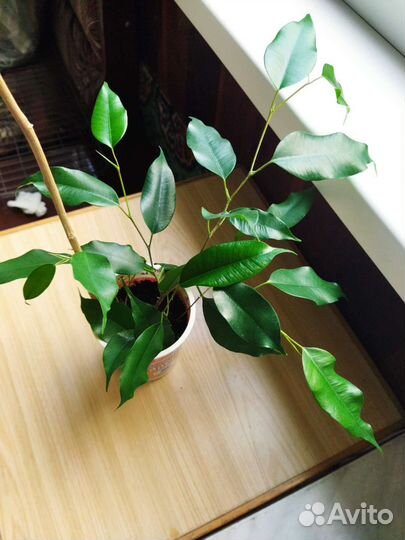 Фикус бенджамина