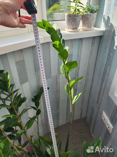 Замиокулькас