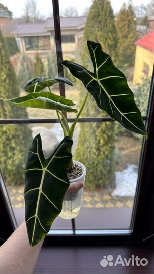 Алоказии Мишольца, Чантриери, Венуста, Лакиван