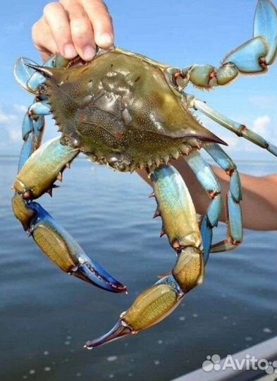 Голубой краб/краб плавунец/турецкий краб