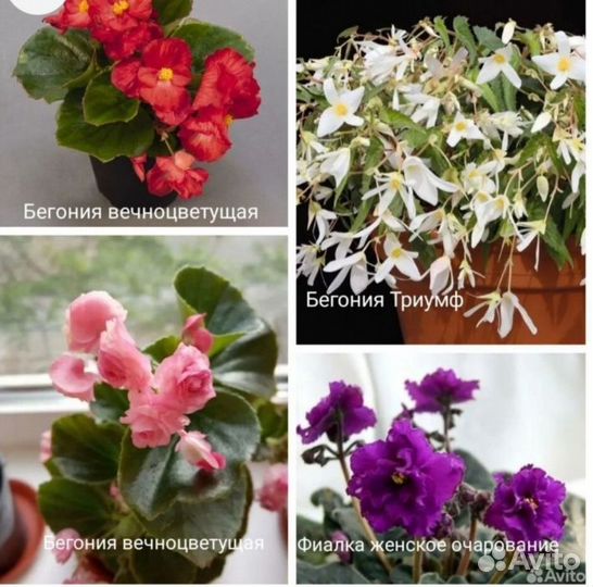 Продаю комнатные цветы