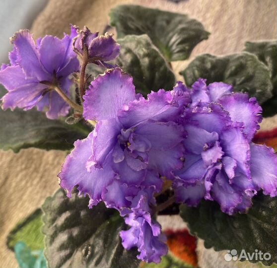 Фиалка blue dragon (лист)