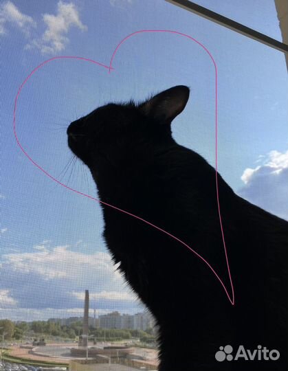 Няня для кошки, няня для кота (передержка)