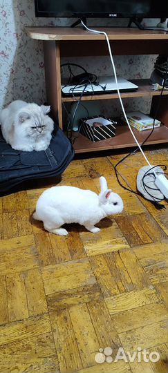 Зоогостиница для животных