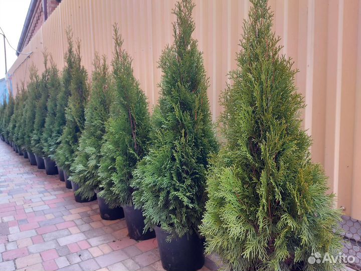 Туи Ауреа нана, туи Смарагд, голубые ели