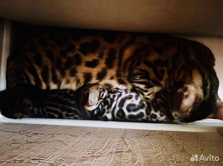 Бенгальские котята