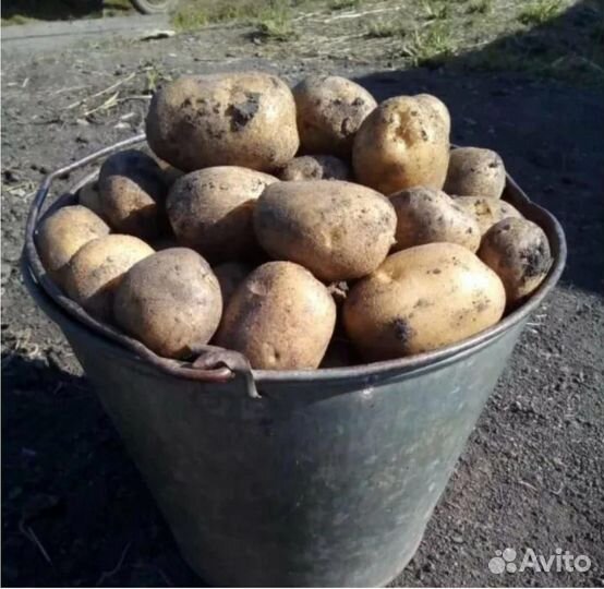 Продам картофель