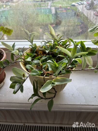 Комнатные растения цветы