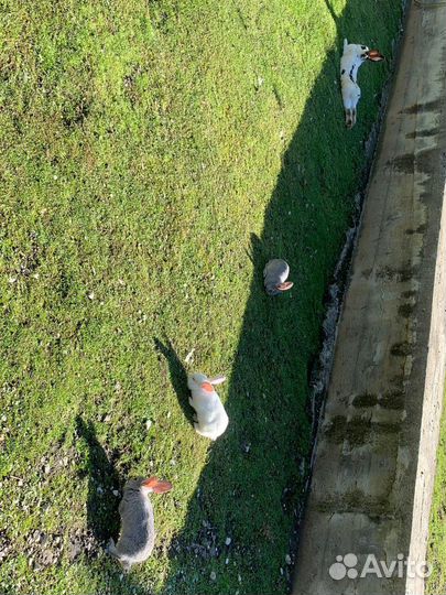 Кролики.Крольчата