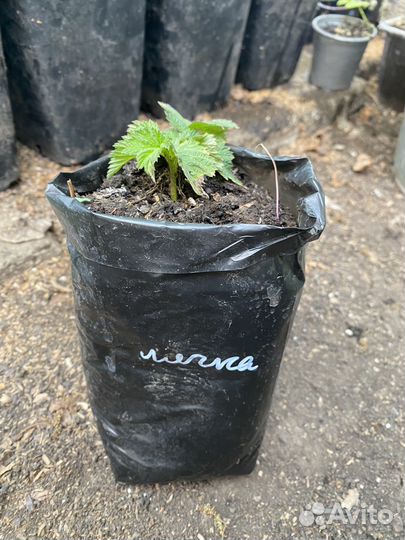 Малина саженцы