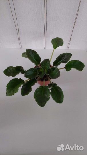 Набор черенков фиалочек и цветущие