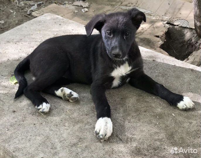 Щенки в добрые руки