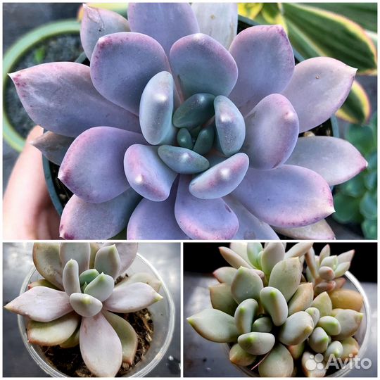 Пахиверии, эхеверии, граптоверии