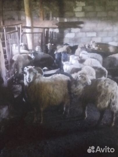 Овцы бараны