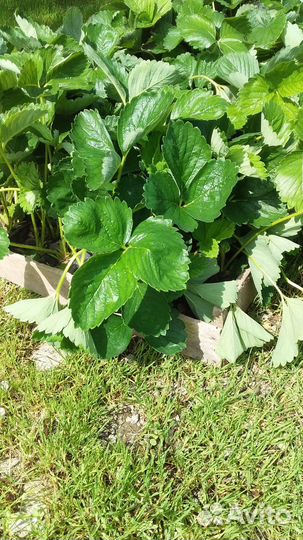 Рассада ремонтантной клубники