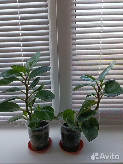 Пеперомия туполистная