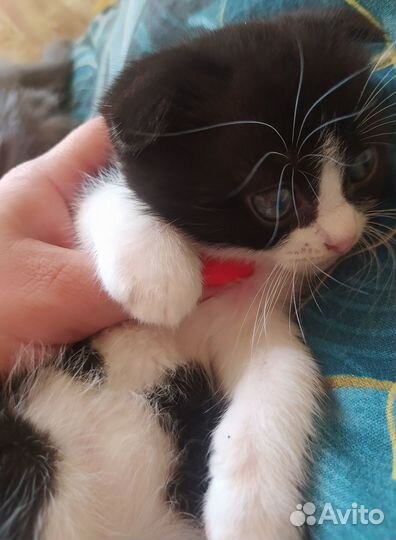 Отдам вислоухих котят