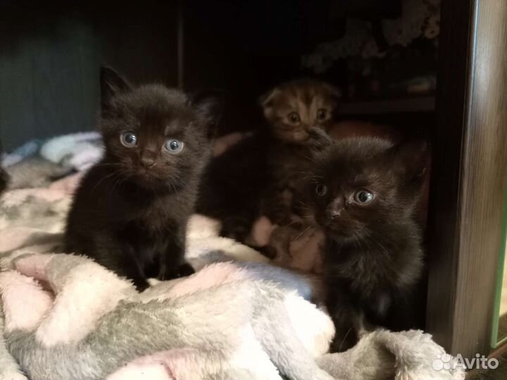 Котята