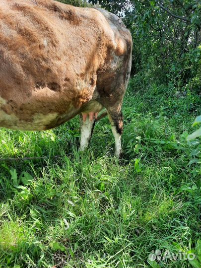 Корова дойная