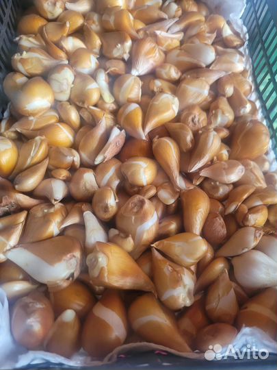 Луковицы тюльпанов