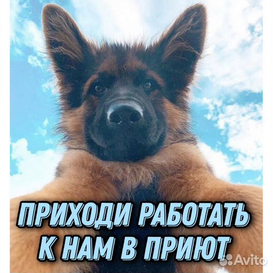 Сотрудник по уходу за собаками