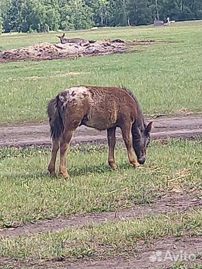 Жеребенок пони