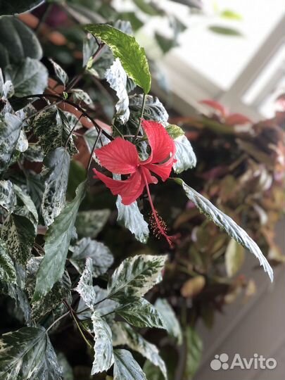 Гибискус Снежная королева