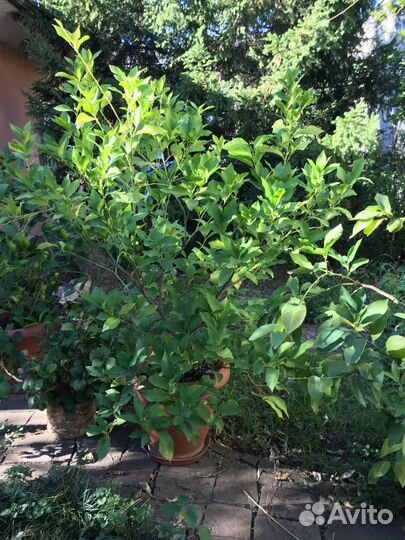 Взрослые плодоносящие лимонные деревья в кашпо