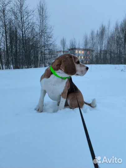 Вязка кобель бигль