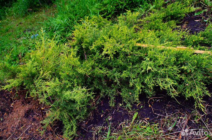 Можжевельник Куривао Голд