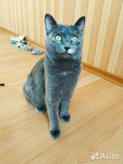 Молодая кошечка в добрые руки