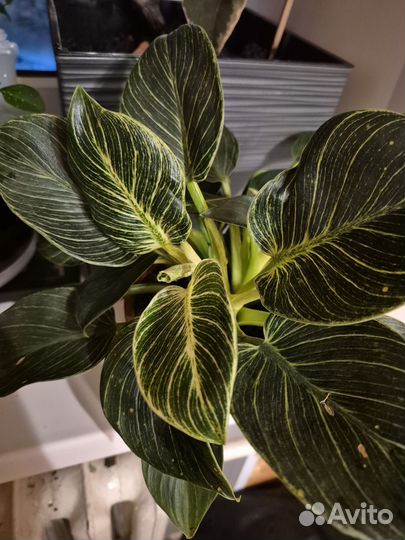 Филодендрон биркин